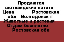 Продаются шотландские потята › Цена ­ 1 000 - Ростовская обл., Волгодонск г. Животные и растения » Отдам бесплатно   . Ростовская обл.